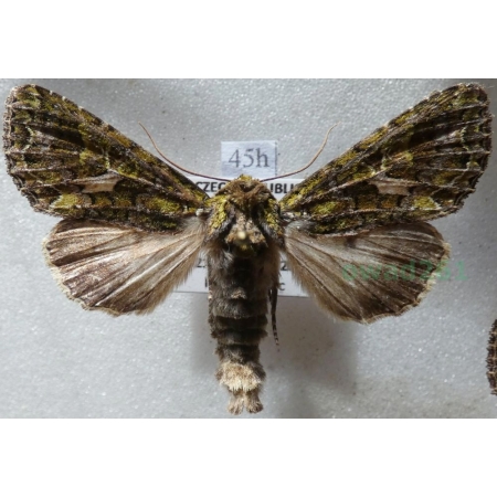 Trachea atriplicis (Linnaeus, 1758) male Agatówka łobodnica Czech45h